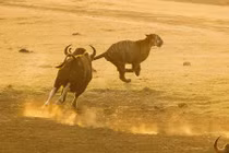 Đàn bò rừng hợp sức truy đuổi hổ chạy té khói