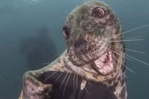 "Đẹp không tả nổi" ảnh chụp sinh vật biển năm 2016