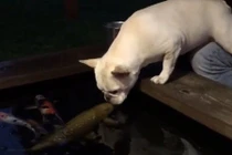 Sửng sốt tình bạn đặc biệt giữa chó và cá chép