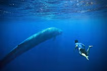 Trải nghiệm cảm giác bơi cùng cá voi xanh