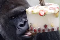 Ảnh động vật: Khỉ ăn trái cây đóng băng, tê giác tránh nóng...