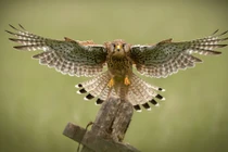 Ảnh động vật hoang dã tuyệt đẹp dự thi quốc tế