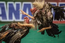 Cảnh chọi gà đẫm máu ở Madagascar