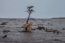 Sư tử khốn khổ vì lũ lụt ở Kenya