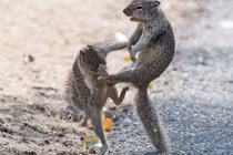 Sóc tỷ thí võ kung-fu trong cuộc chiến tranh giành hạt