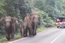 Voi tức giận điên cuồng tấn công du khách 