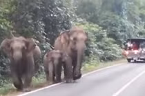 Voi tức giận điên cuồng tấn công du khách 