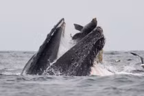 Ảnh động vật: Rắn độc cuộn vào nhau tình tứ, sáo đá bay...