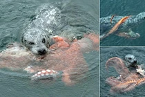 Cuộc chiến ác liệt giữa hải cẩu và bạch tuộc 