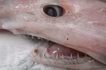 Bắt được cá mập yêu tinh vô cùng hiếm