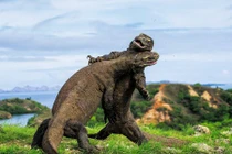  Ảnh động vật tuần: Rắn hai đầu, rồng Komodo tử chiến