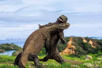  Ảnh động vật tuần: Rắn hai đầu, rồng Komodo tử chiến