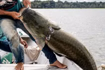 Ảnh động vật: Cá hải tượng "khủng" sa lưới, trăn "nghỉ dưỡng" trên cỏ...