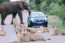 Bầy sư tử và voi nghênh ngang chặn đường ô tô 