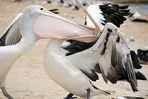 Ảnh động vật tuần: Chim bồ nông táo tợn cướp mồi