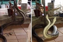 Ảnh động vật tuần: Trăn khổng lồ quyết chiến trong... nhà bếp 