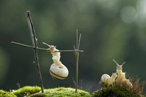 Chầu chực cả buổi để chụp ảnh ốc sên... tập xà