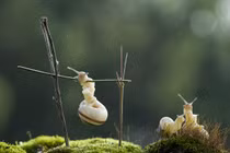 Chầu chực cả buổi để chụp ảnh ốc sên... tập xà