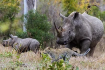 Ảnh động vật tuần qua: Tê giác đuổi báo chạy té khói