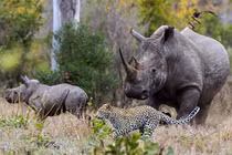 Ảnh động vật tuần qua: Tê giác đuổi báo chạy té khói