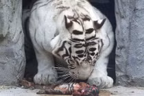 Ảnh động vật tuần: Hổ mẹ cố đánh thức con đã chết, sư tử đùa...