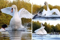 Cặp đôi thiên nga đánh chó túi bụi để bảo vệ con