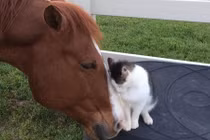 Kinh ngạc tình bạn giữa mèo "tí hon" và ngựa "khổng lồ"