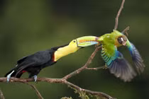 Khoảnh khắc sống động về các loài chim