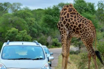 Sự thật gây choáng sau bức ảnh hươu cao cổ không đầu