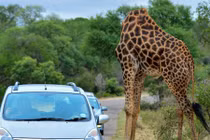 Sự thật gây choáng sau bức ảnh hươu cao cổ không đầu