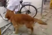 Chú chó trung thành nhất thế giới