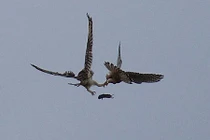 Kịch chiến chim cắt cướp trắng mồi ngon của chim cú 