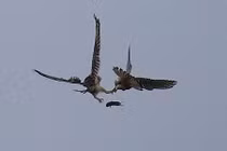 Kịch chiến chim cắt cướp trắng mồi ngon của chim cú 