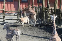 Linh dương hung hăng húc chết hươu cao cổ 