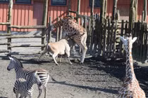 Linh dương hung hăng húc chết hươu cao cổ 