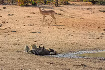 Ảnh động vật tuần: Linh dương nhìn báo ăn thịt lợn lòi