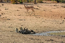 Ảnh động vật tuần: Linh dương nhìn báo ăn thịt lợn lòi