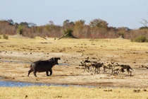 Hà mã con tấn công chó hoang bảo vệ linh dương
