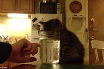 Hài hước mèo con ngủ gục mặt xuống lọ nước