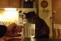 Hài hước mèo con ngủ gục mặt xuống lọ nước