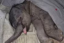 Video: Voi con khóc tức tưởi vì bị mẹ ruồng bỏ