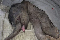 Video: Voi con khóc tức tưởi vì bị mẹ ruồng bỏ