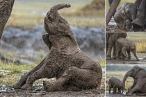 Ấn tượng cảnh voi mẹ nâng con ngã dưới mưa