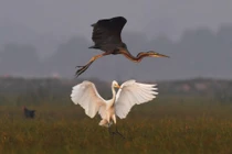 Ảnh động vật: Rùa cưỡi lưng hà mã, diệc lửa bay cao...