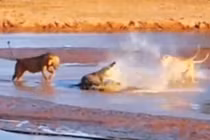 Cá sấu một mình chống lại 3 con sư tử 