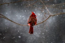 Ảnh động vật tuần: Khỉ mặt đỏ bị nhốt tại Việt Nam