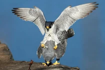 Ảnh động vật đẹp: Chữa sâu răng cho hổ, chim cắt giao phối