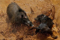 Ảnh động vật tuần: Cuộc chiến ác liệt giữa chó và lợn rừng