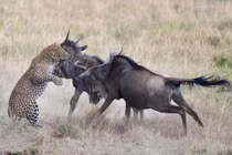 Linh dương đầu bò "tẩn" báo chí tử để bảo vệ con