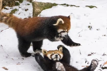 Màn vật lộn căng thẳng của gấu trúc đỏ trên tuyết